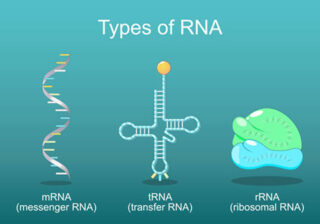 RNA